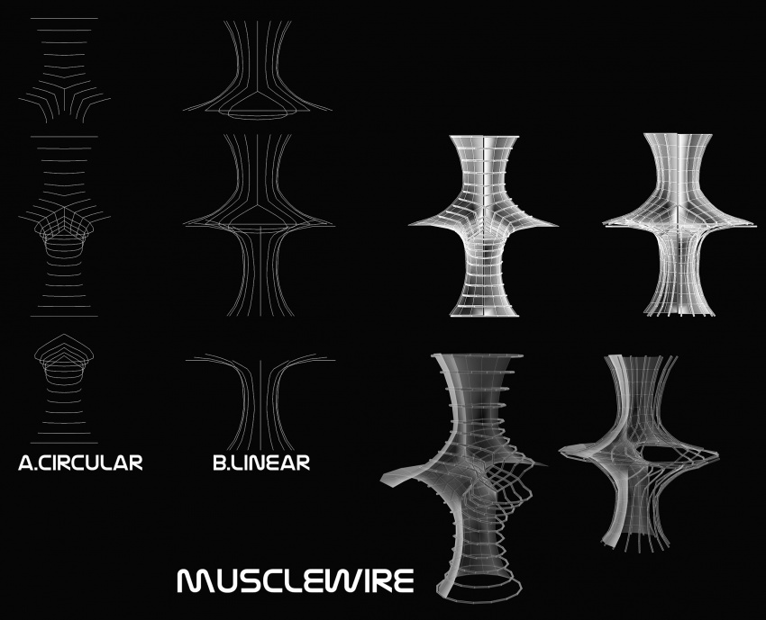Musclewire separate.jpg
